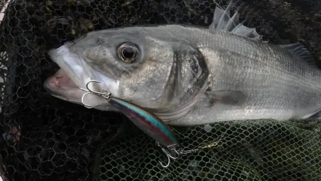 Перелова чилийского морского окуня?