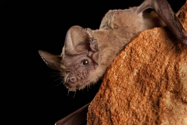 Где я могу увидеть летучих мышей в Остине?