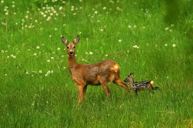 Вредит ли ему ходьба по траве?