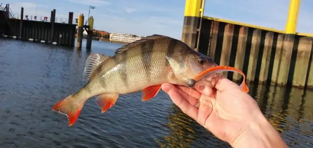 Какая приманка для крабов лучшая?