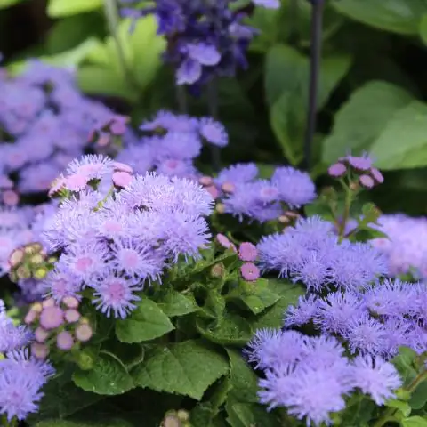 Что можно посадить агератумом?