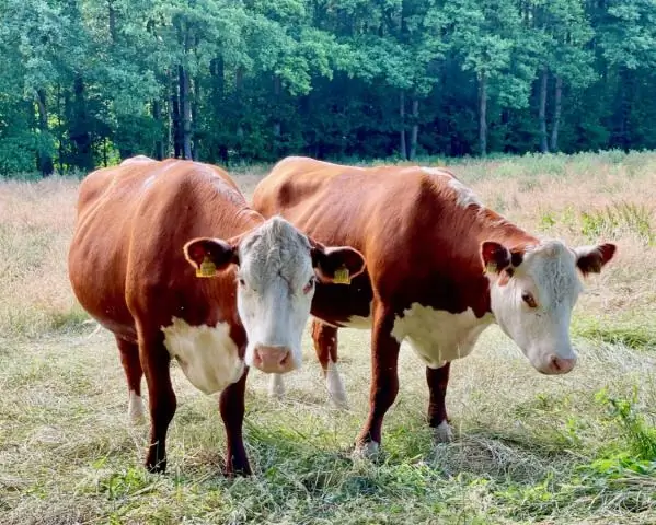 Могут ли коровы есть кофейную гущу?