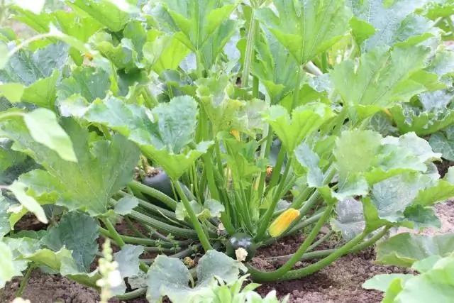 Можно ли обрезать листья кабачков?