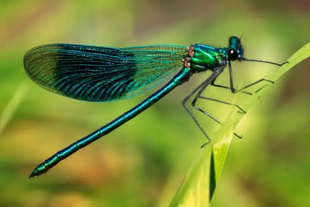 Стрекоза - потребитель?