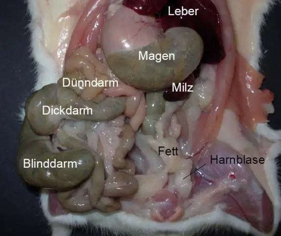 Каково положение фигового листа?