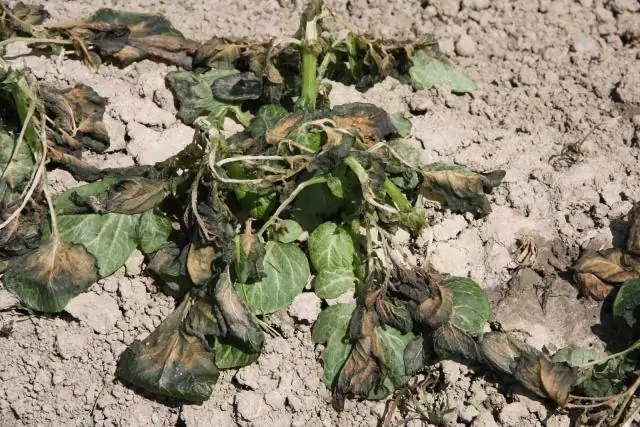 Как стокабатический ветер вызывает заморозки?