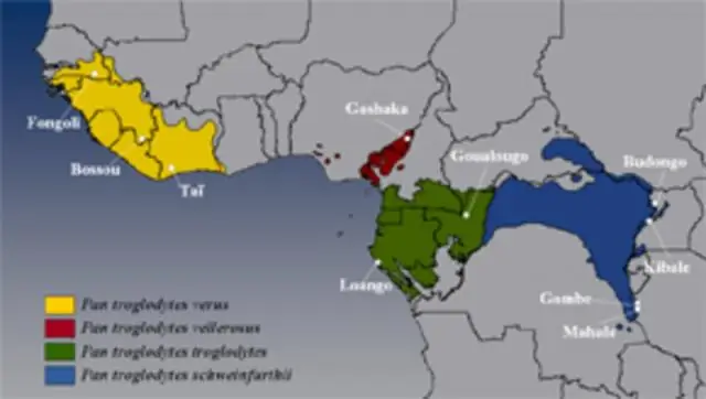 Где обитают сквоши?
