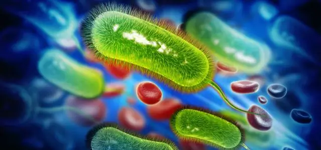 Что такое азотфиксирующие бактерии?