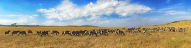 Как снять деньги с благотворительного лотереи Kenya Charity Sweepstake?