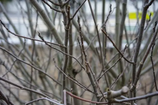 Как пересадить фиговое дерево осенью?