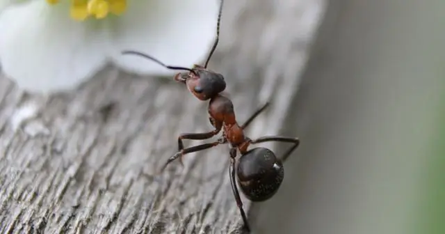 Сколько едят красные волки?