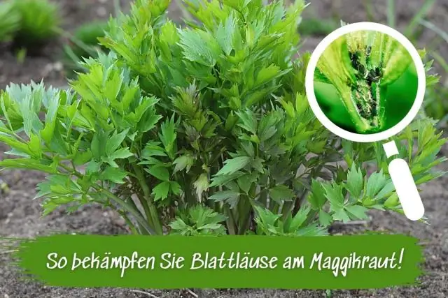 Что растение делает с азотфиксирующими бактериями?