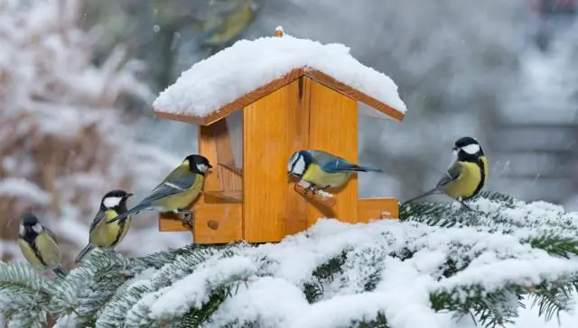 Можно ли посадить компостных червей в саду?