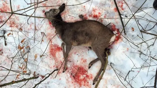 Как убить снега на горном растении?