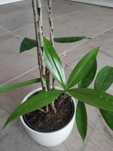 Что такое Disbudding в растениях?