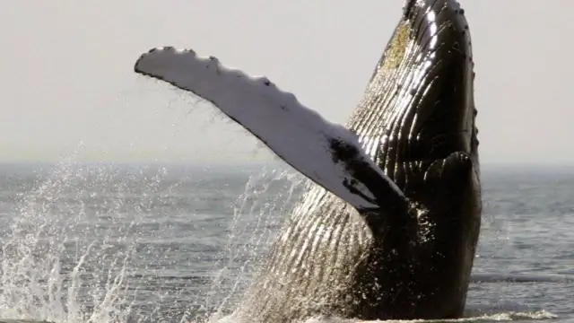 Почему горбатые киты находятся под угрозой исчезновения?