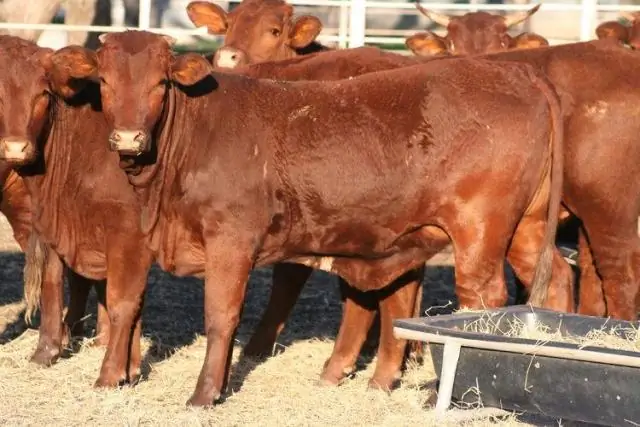 Санта Гертрудис опрошенная или рогатая?