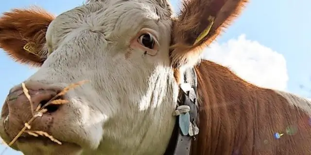 Насколько широки коровы?