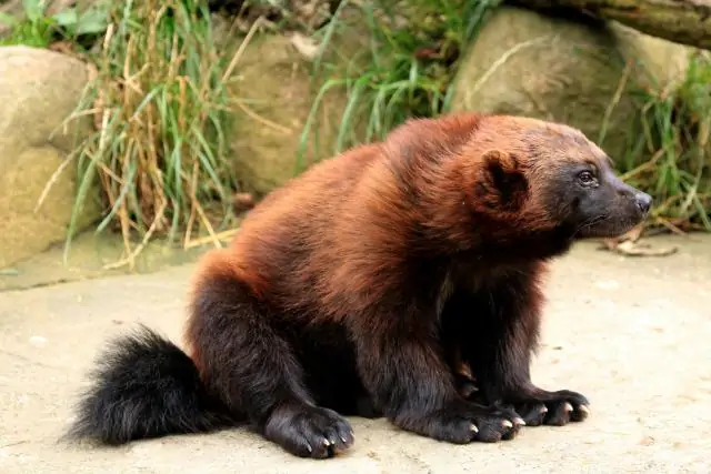 Есть ли в Миннесоте росомахи?