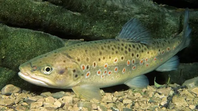 Соленая вода в реке Тай?