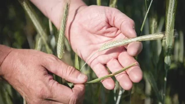 Сколько весит бушель ржи?