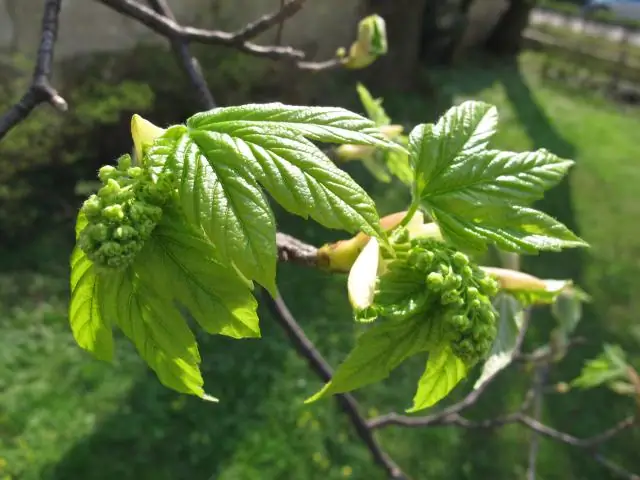 Для чего хороша древесина платана?