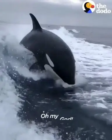 Дружелюбны ли косатки?