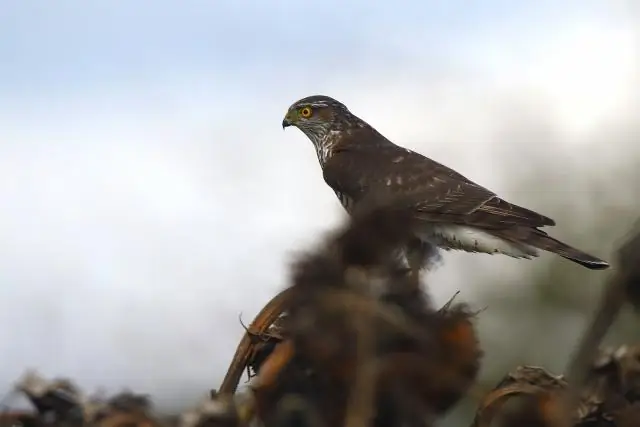 Как вы называете птиц, на которых охотятся ради пропитания?