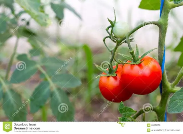 Летняя тыква растет на лозе?