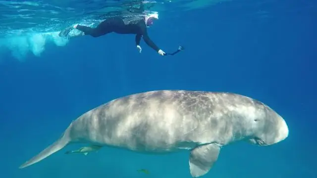 Как выглядит ламантин?