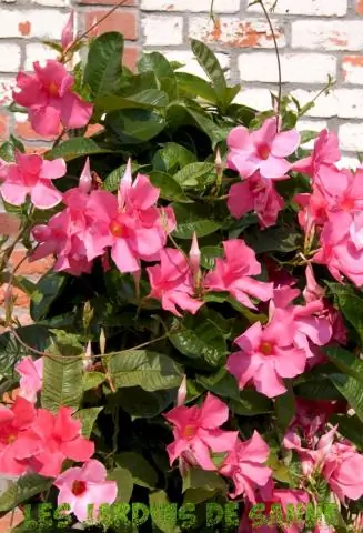 Почему моя Мандевилла падает?