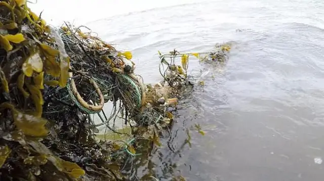 Каких животных можно убить без лицензии?