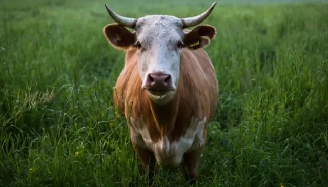 Сколько литров молока производит корова в год?