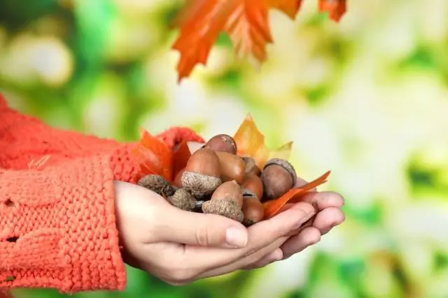 Съедобны ли желуди пилообразного дуба?