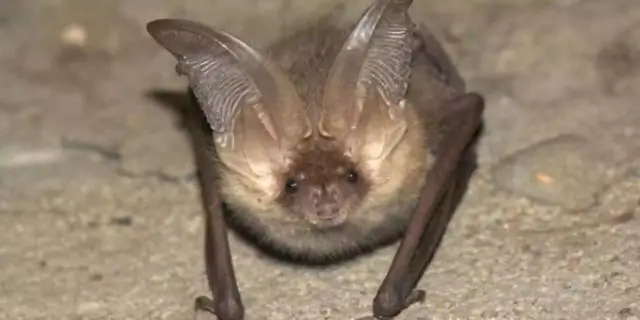 Какие летучие мыши используют ящики для летучих мышей?