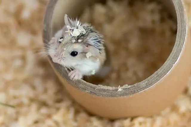 Сколько стоит покупать червей?