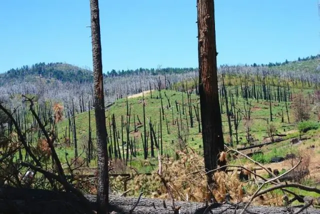 Чем вызваны ветры Санта-Ана?