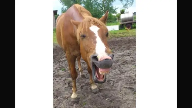 В какой версии Minecraft есть лошади?