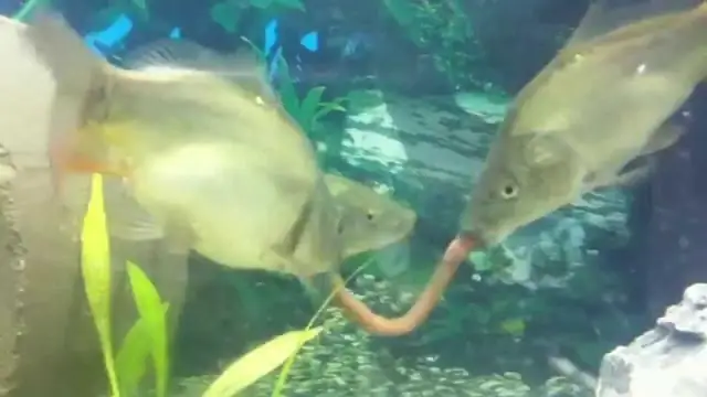 Какую еду едят карпы?