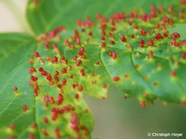 Какой 5 балл в нардах?