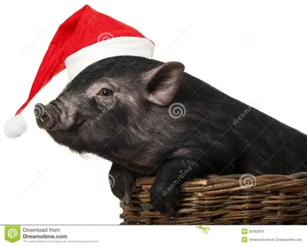 Что символизирует черная свинья?