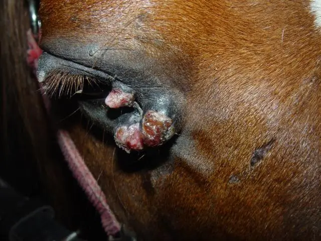 Как лошади заболевают саркоидом?