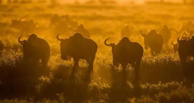 Где я могу поохотиться на уток в Вирджинии?