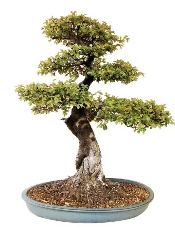 Где купить мандарины Сумо?