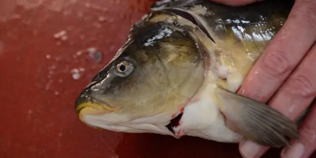 Вредит ли рыбе лапшевый сом?