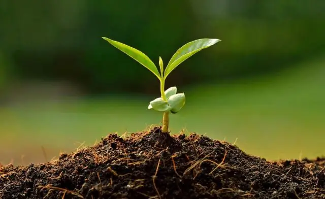 Где растет Waratah?