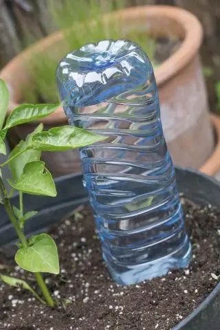 Как подготовить семена тыквы для посадки?