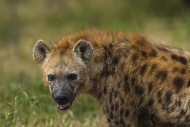 Гиены все самки?