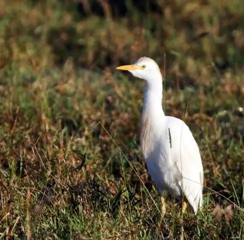 Как белая цапля помогает буйволу?