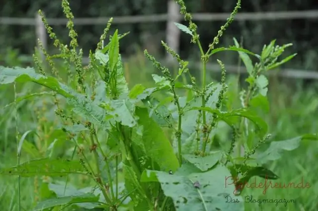 Как бороться с сорняками на пастбище для лошадей?